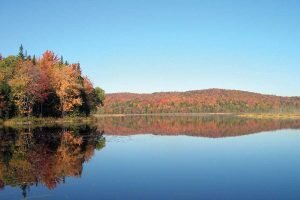 Deciduous Forest Ecosystems