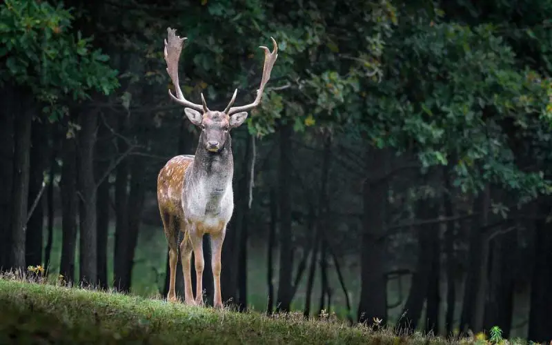 Biodiversity in Forest