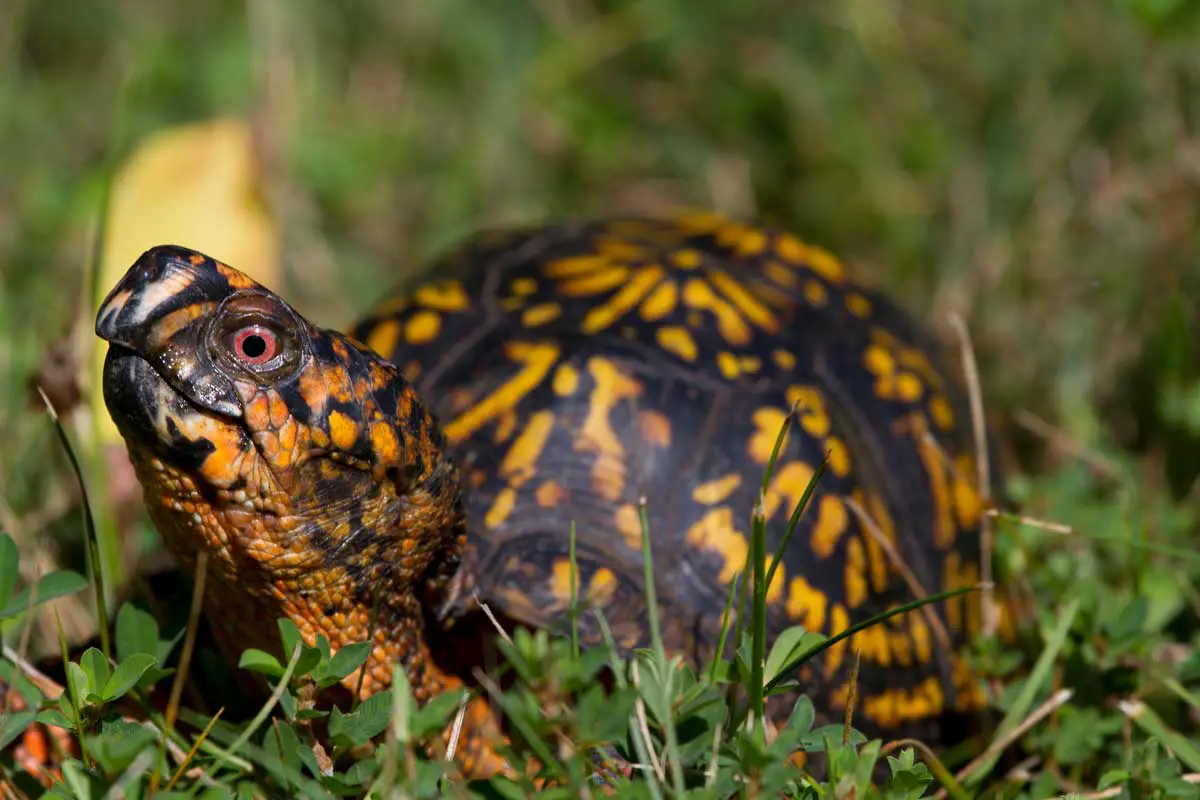 Eastern Box Turtle (Terrapene carolina Carolina)