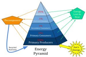 How does energy flow through an ecosystem? Ecological Pyramid