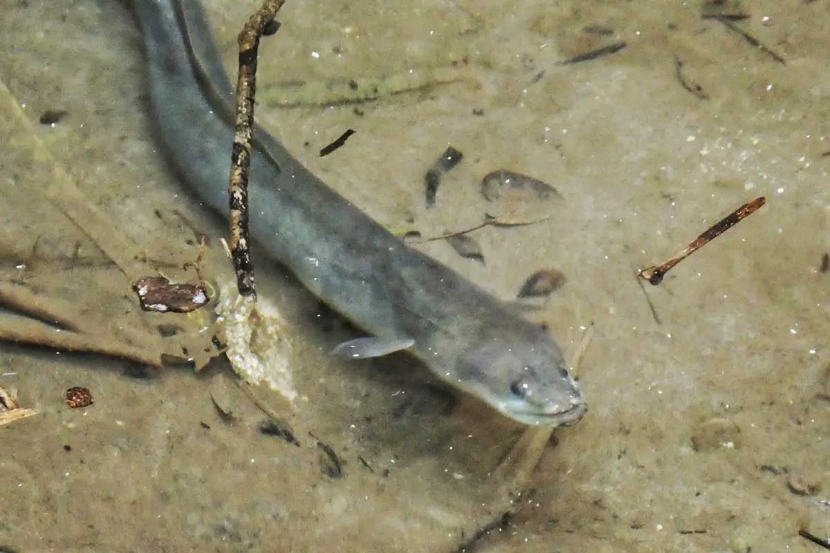 European Eel (Anguilla Anguilla)