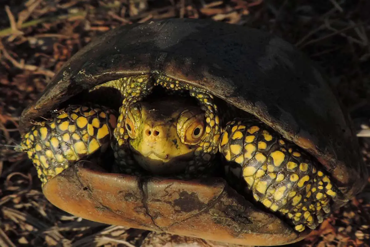 European Pond Turtle (Emys orbicularis)