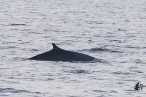 Fin Whale (Balaenoptera physalus)