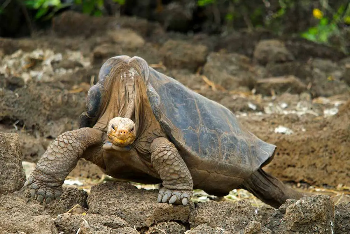 Galapagos Tortoise (Chelonoidis nigra) - Longest Living Vertebrate Animal