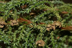 Gran Abuelo Patagonian Cypress