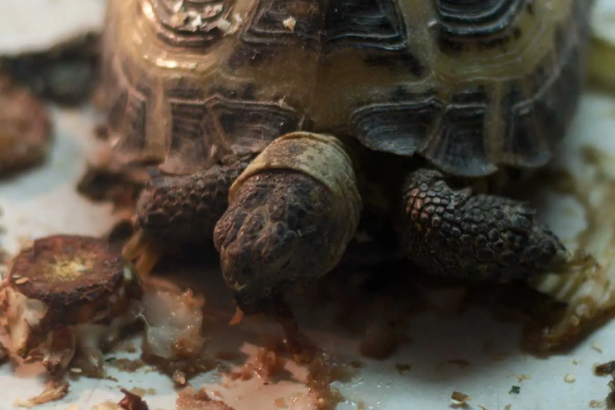 Mediterranean Spur-Thighed Tortoise (Testudo graeca) or Greek Tortoise