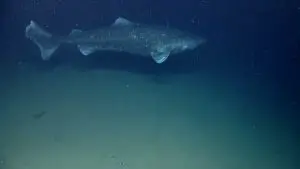 Greenland Shark (Somniosus microcephalus)
