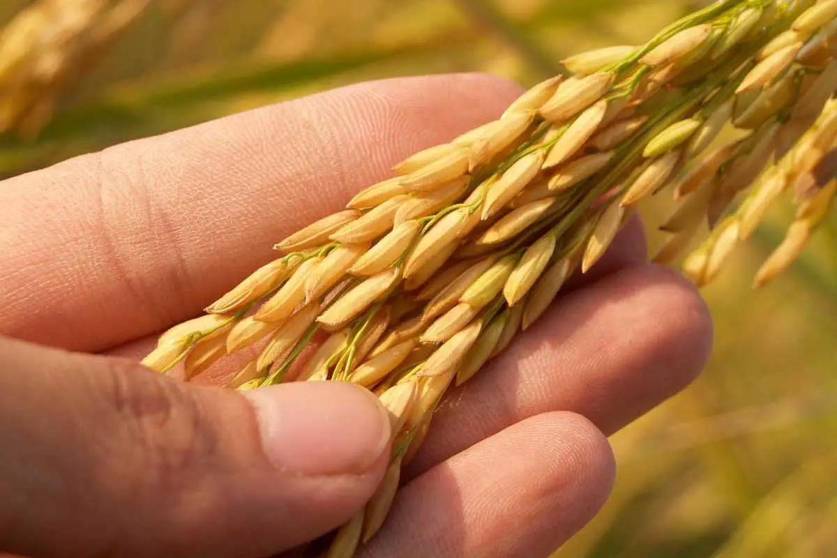 Learn about the history of rice