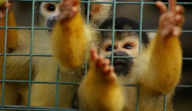 Most Shocking Illegal Pet Trade Facts