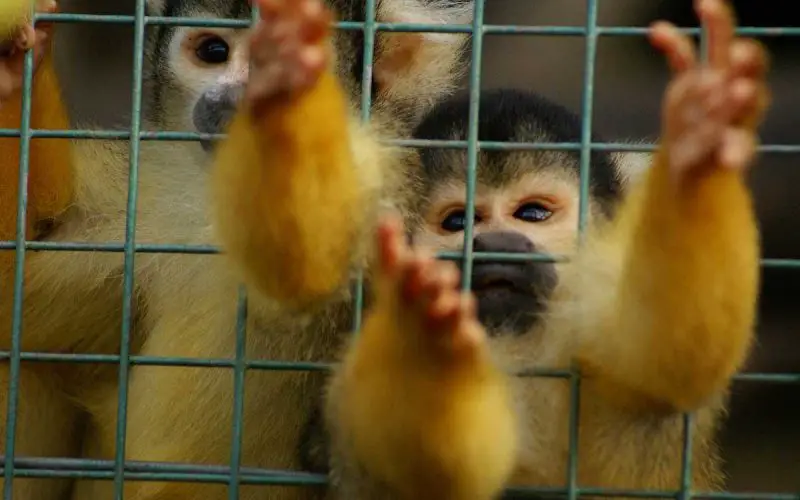 Most Shocking Illegal Pet Trade Facts