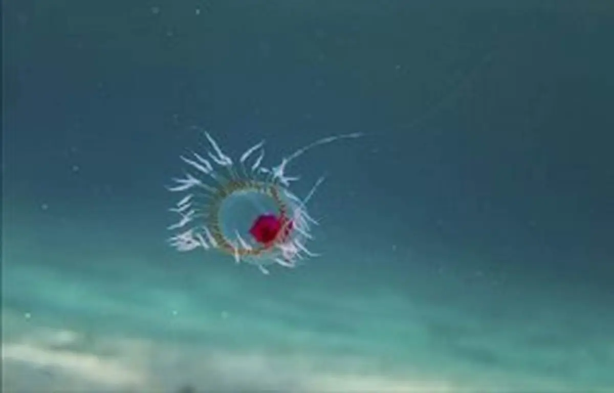 Immortal Jellyfish (Turritopsis dohrnii)