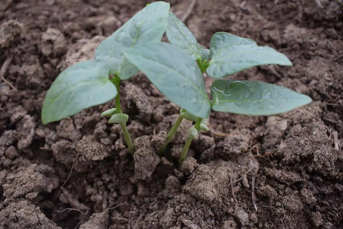 Keep your seedlings in check