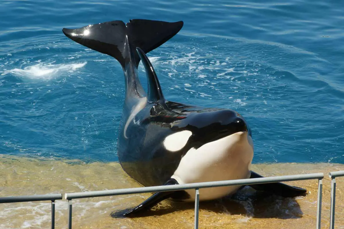 Killer Whale (Orcinus Orca)