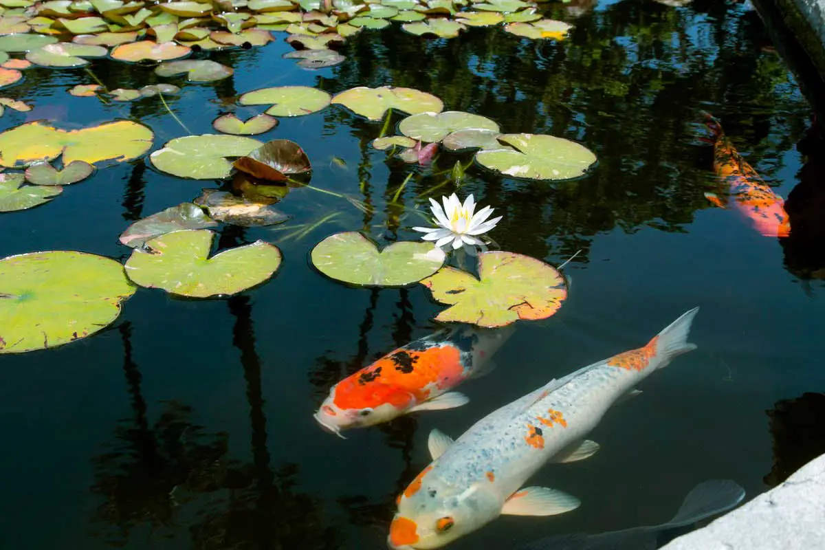 Koi Fish (Cyprinus rubrofuscus)