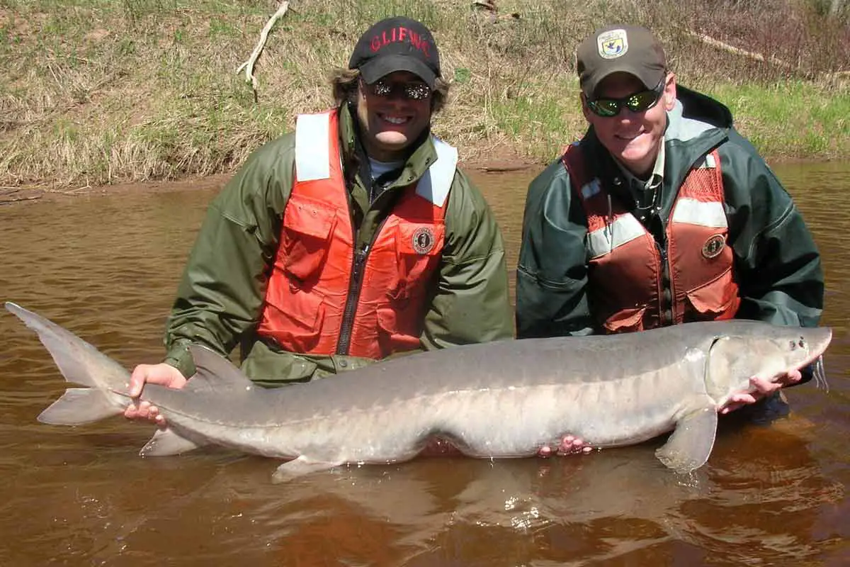 Lake Sturgeon (Acipenser fulvescens)