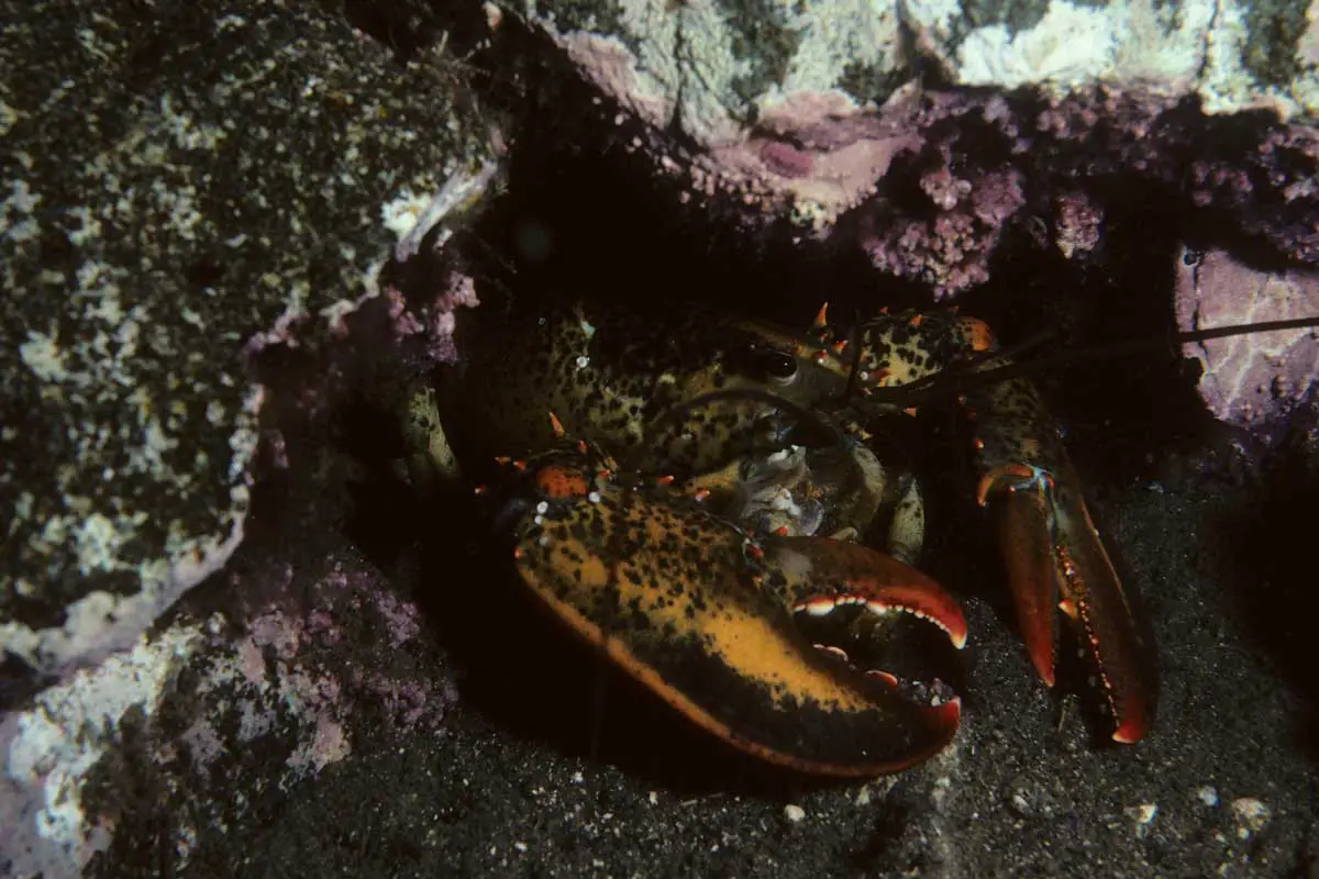 American Lobster (Homarus americanus)