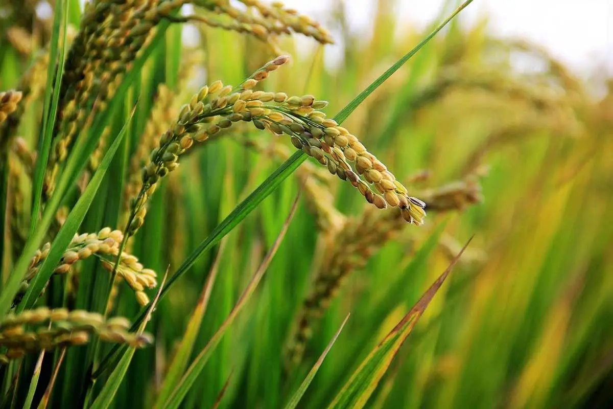 Cut rice stalks once mature