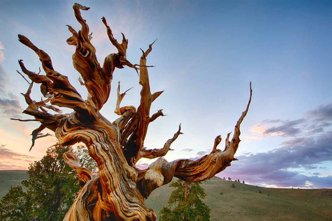 Oldest Tree in the World; Methuselah [History, Facts & More]