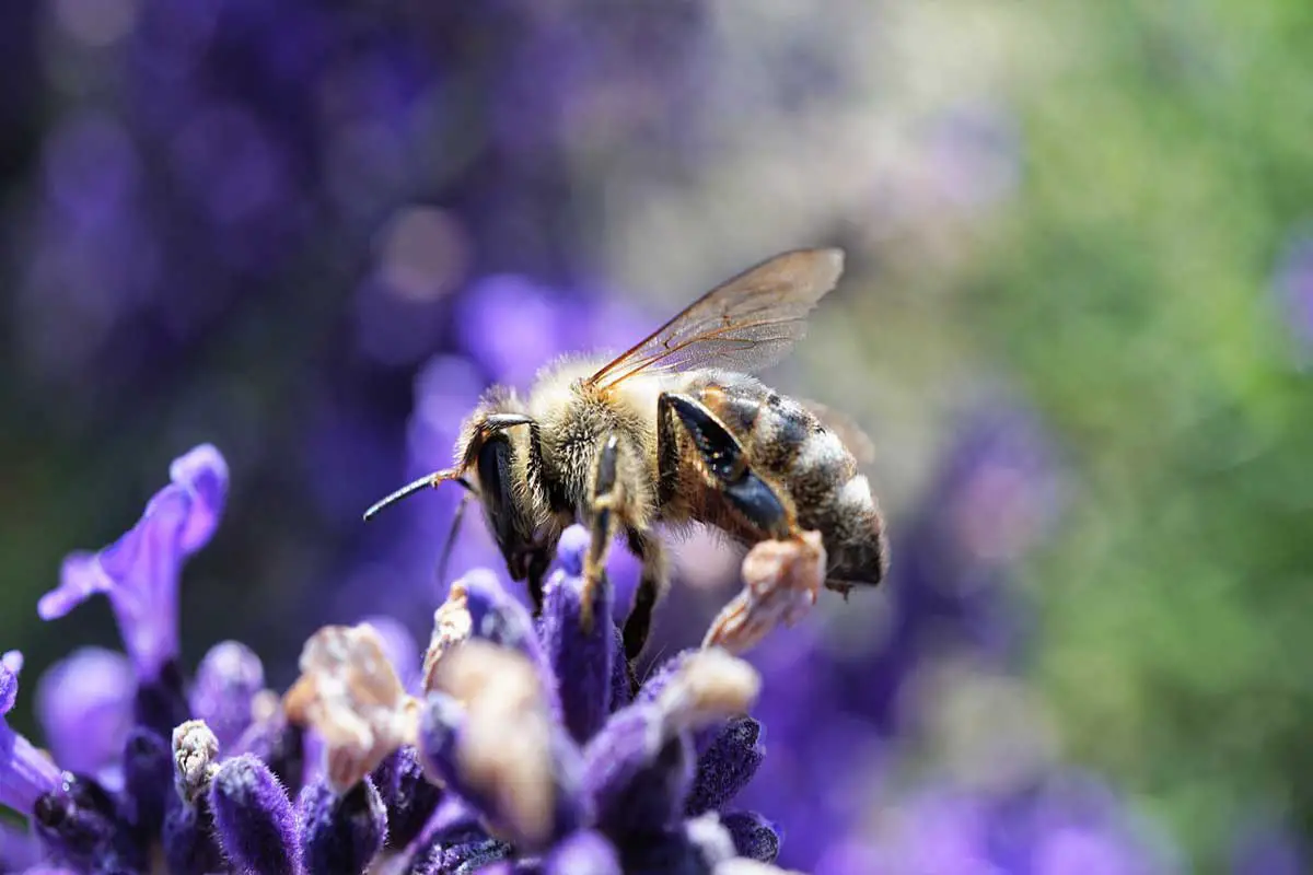 Biodiversity-Services