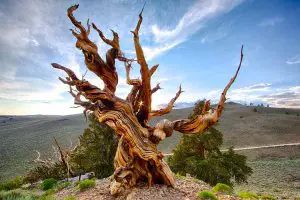 Oldest Tree of the World - Methuselah