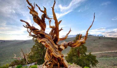 Oldest Tree of the World - Methuselah