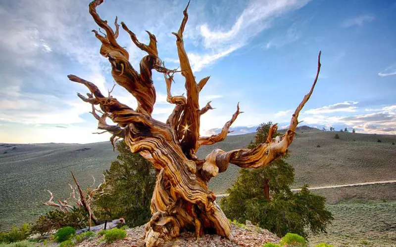 Oldest Tree of the World - Methuselah