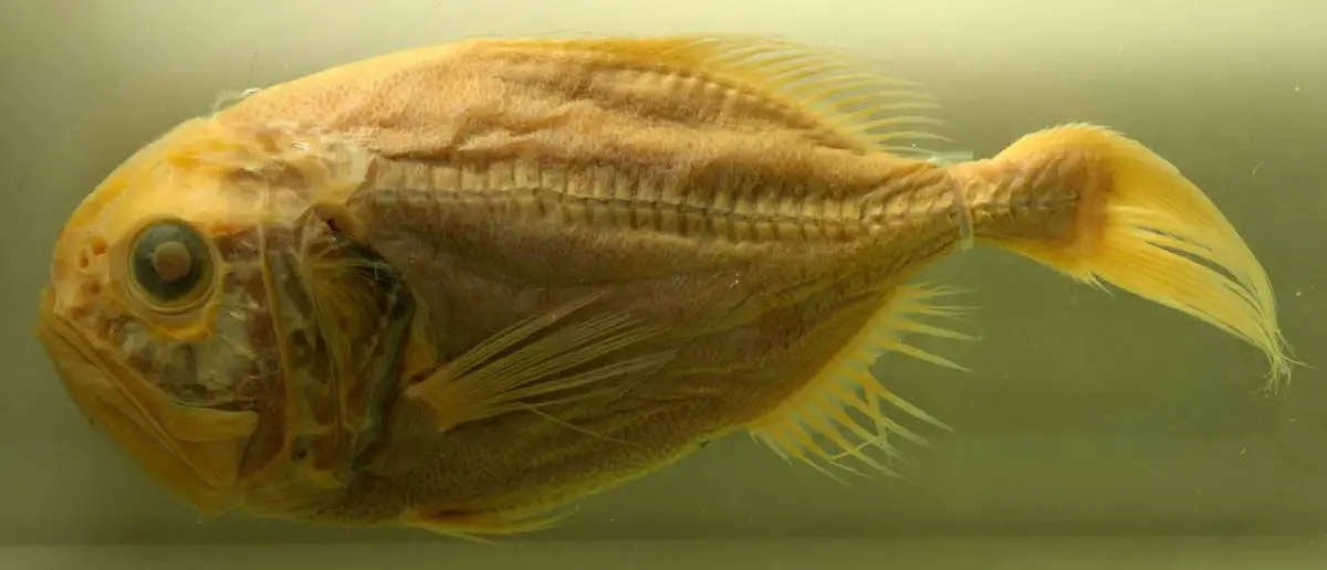 Orange Roughy (Hoplostethus atlanticus)