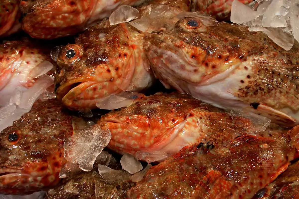 Pacific Ocean Perch (Sebastes alutus)