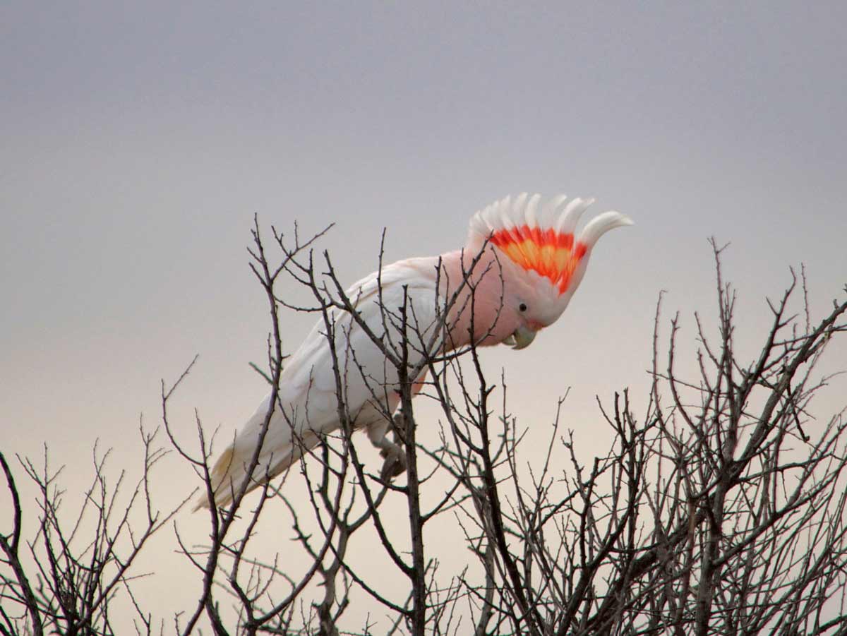 Pink Cockatoo, Leadbeater's Cockatoo, Major Mitchells