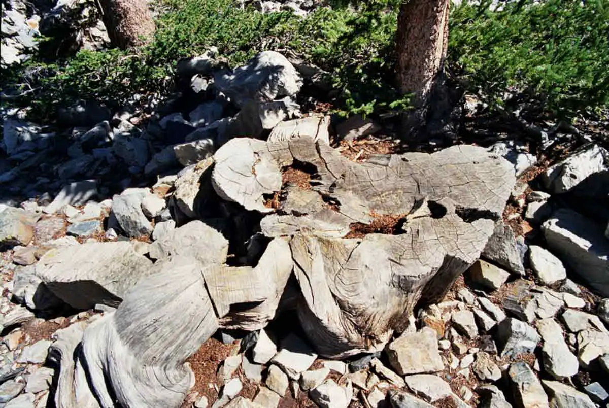 Stump of Prometheus after being cut down.