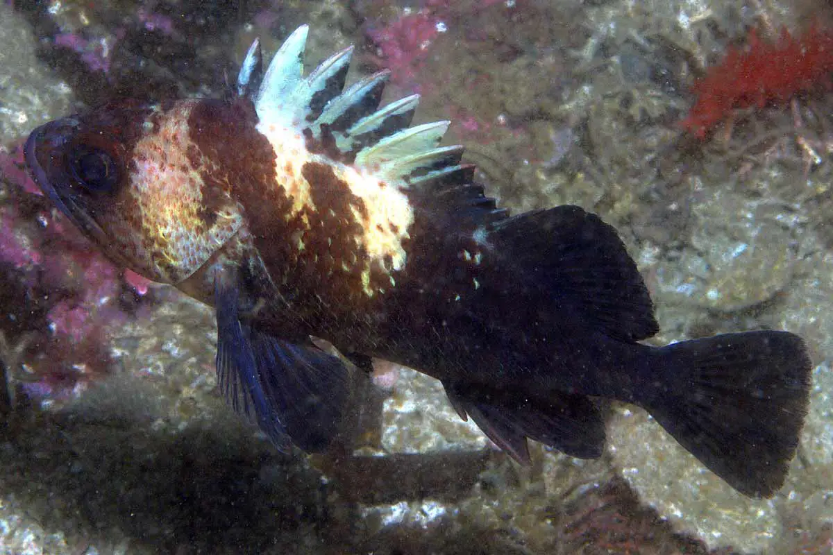 Quillback Rockfish (Sebastes maliger)