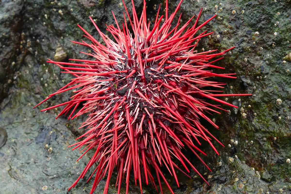 Red Sea Urchin (Mesocentrotus franciscanus)