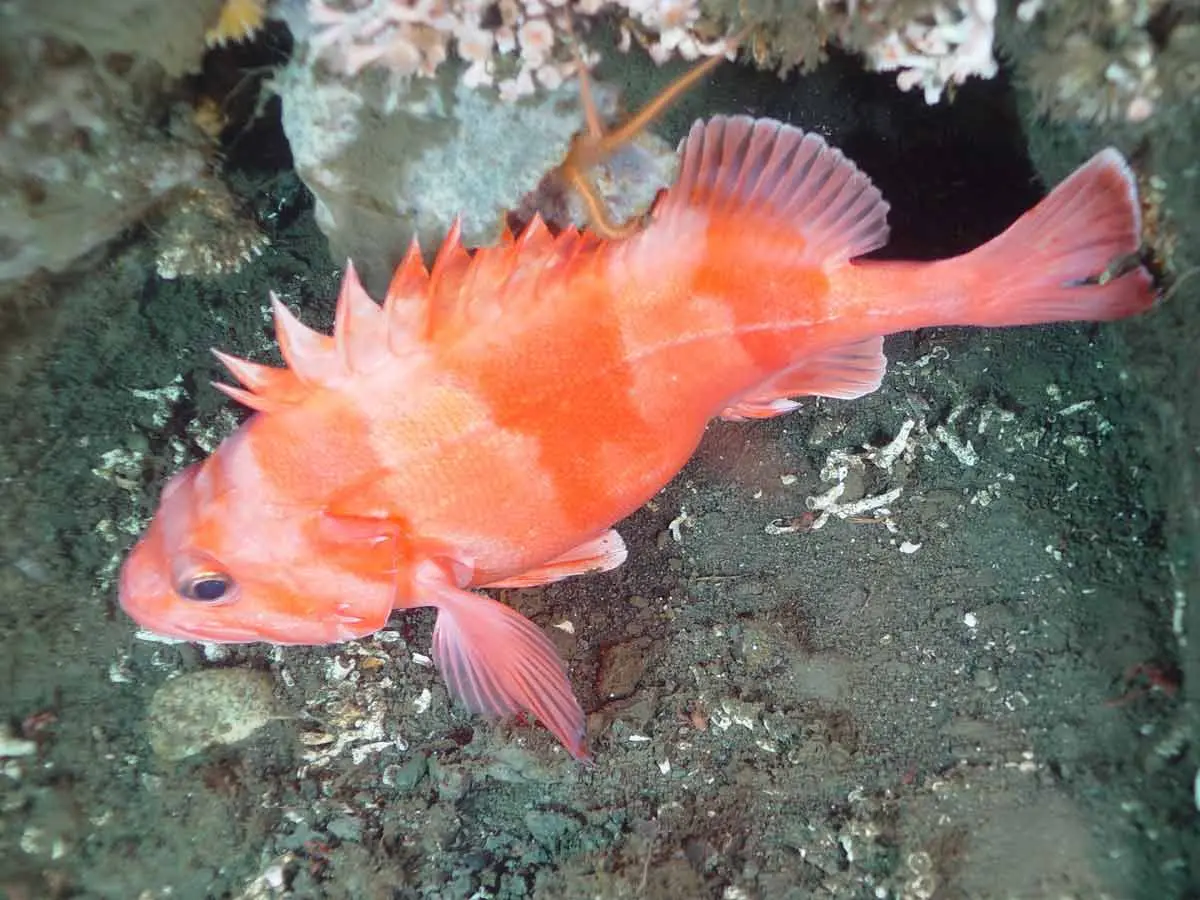 Redbanded Rockfish (Sebastes babcocki)