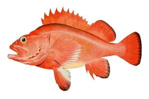 Rougheye Rockfish (Sebastes aleutianus) - One of the Top longest Living Marine Animals