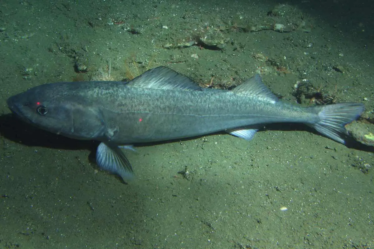 Sablefish (Anoplopoma fimbria) - Look at the 2 Dorsal Fins!