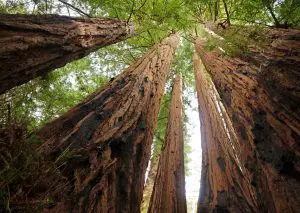 Sequoia sempervirens - Redwood National Park