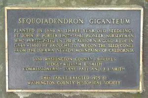 Tablet of Sequoiadendron giganteum