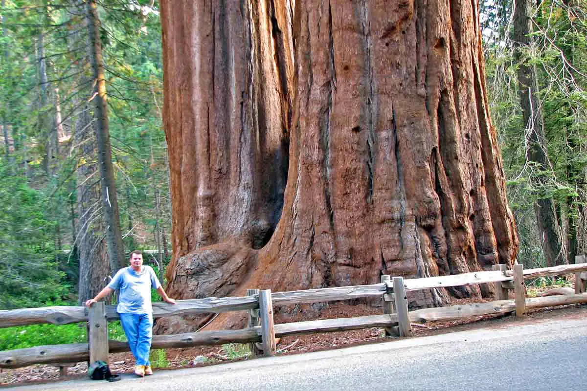 Largest Tree of the World