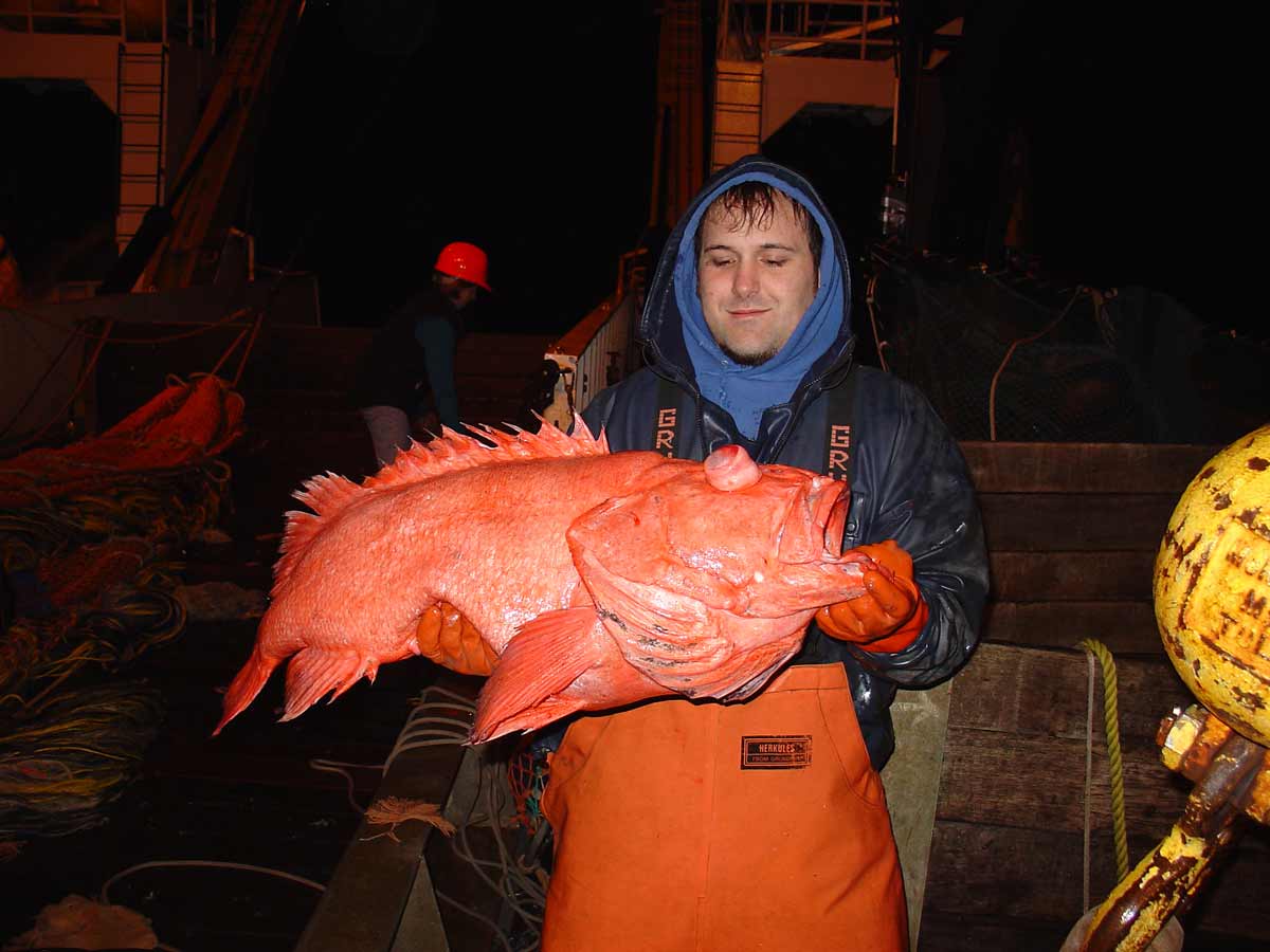 Shortraker Rockfish (Sebastes borealis)