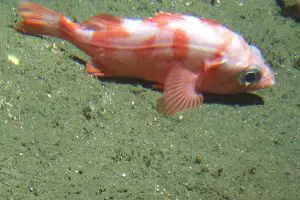 Splitnose Rockfish (Sebastes diploproa)