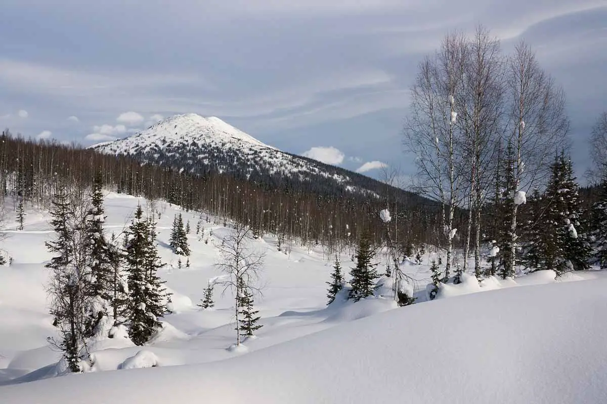 Taiga Ecosystems