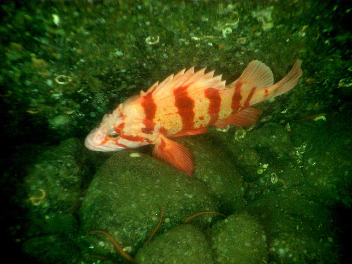 Tiger Rockfish (Sebastes nigrocinctus)