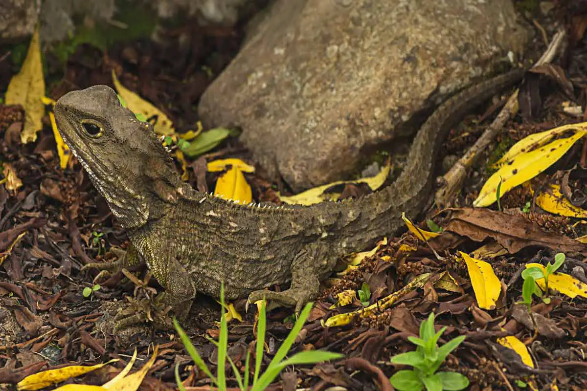 Tuatara (Sphenodon) - Longest Living Invertebrate