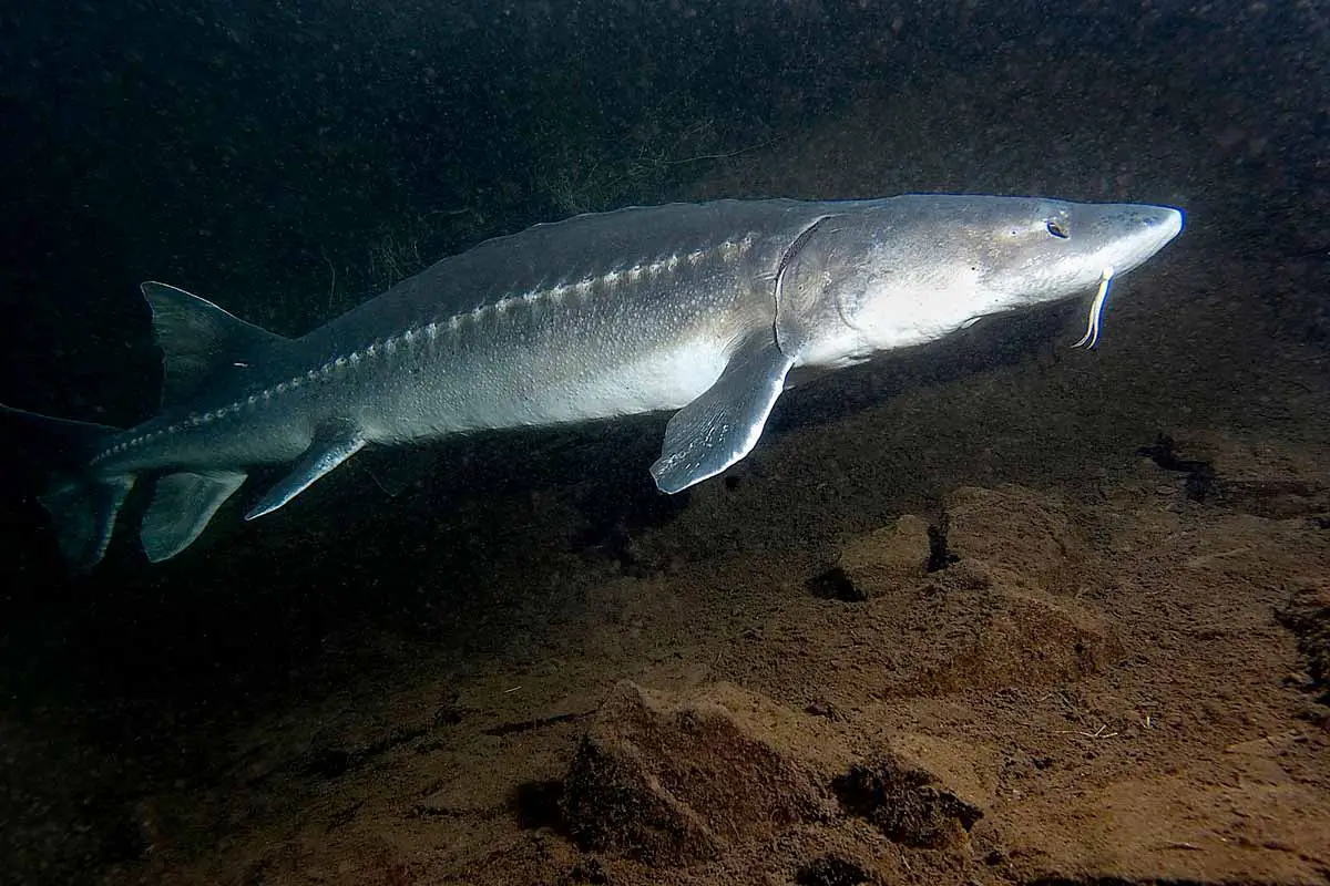 White Sturgeon (Acipenser transmontanus)