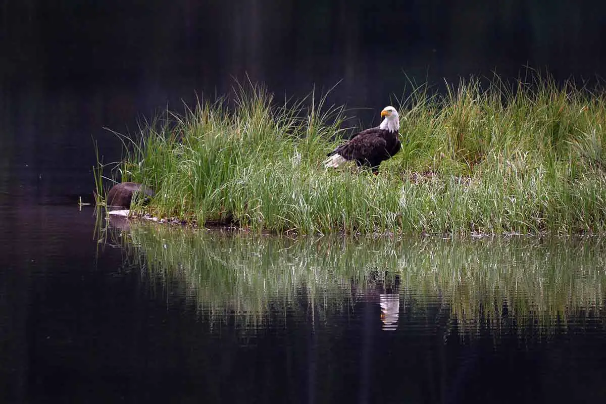 Importance of biodiversity to Nature's balance