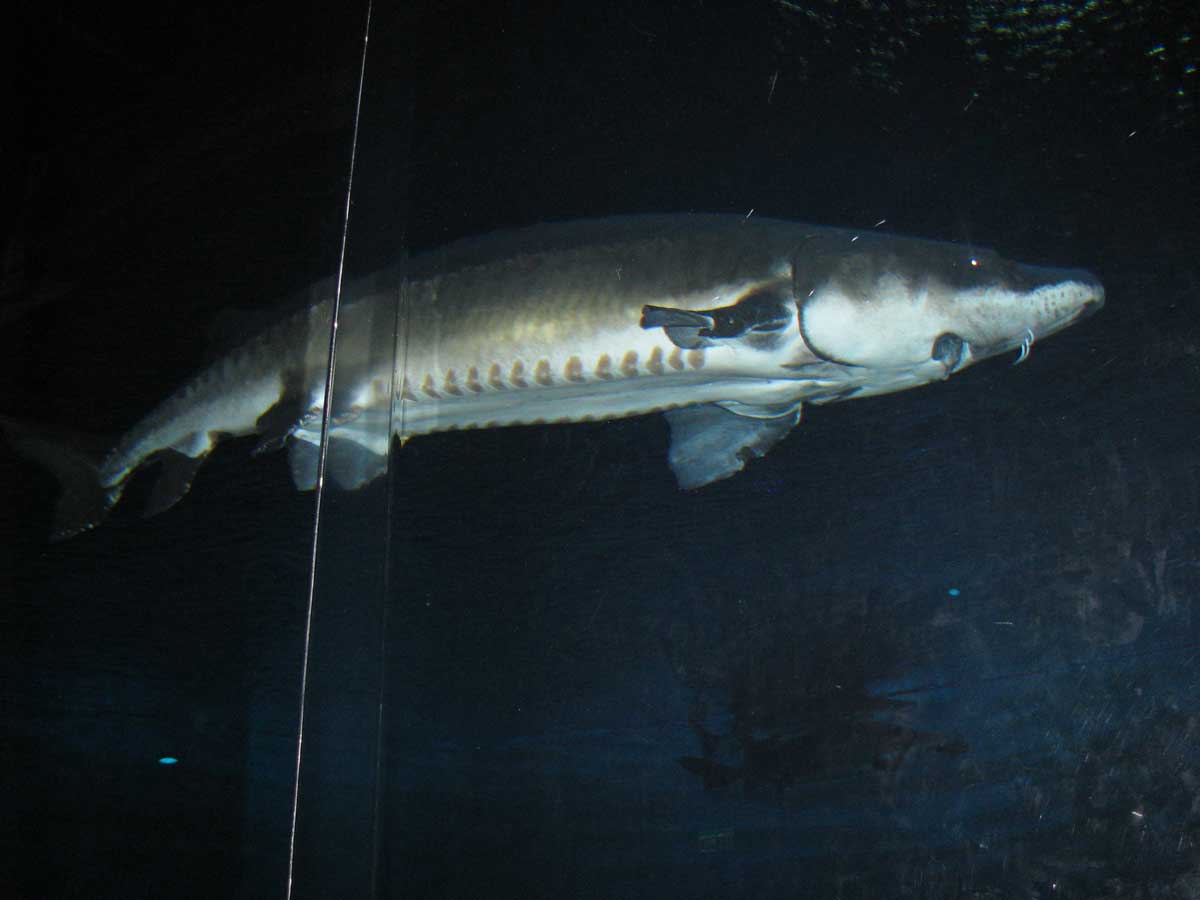 Yangtze Sturgeon (Acipenser dabryanus)