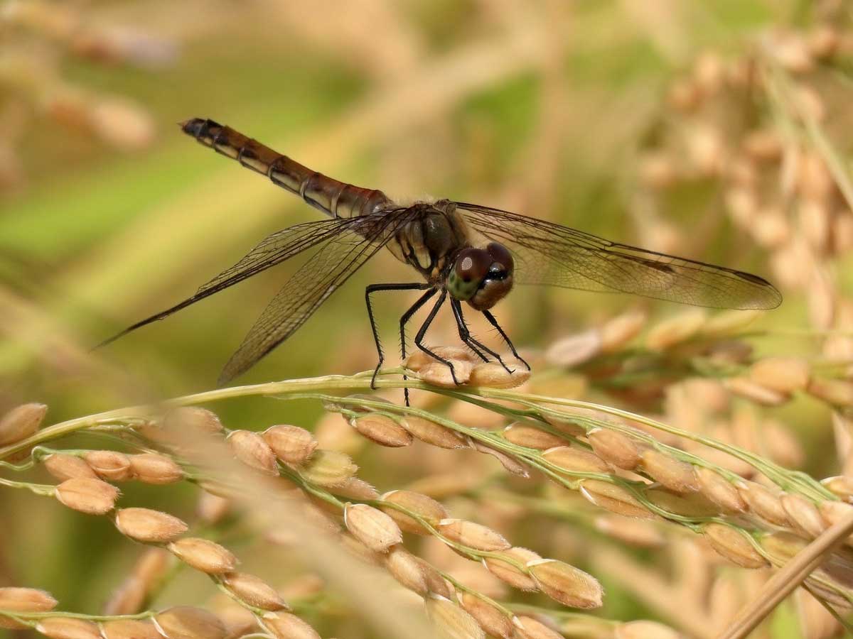 Rice crop pests and disease