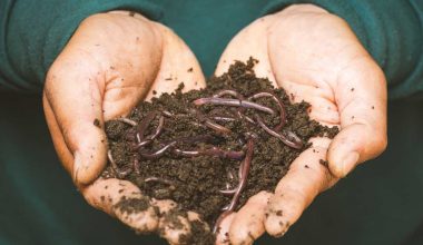 Humus in Soil - Benefits