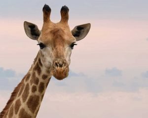 Giraffes are Endangered