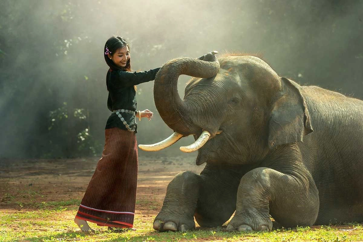Asian Elephant Critical Endangerment